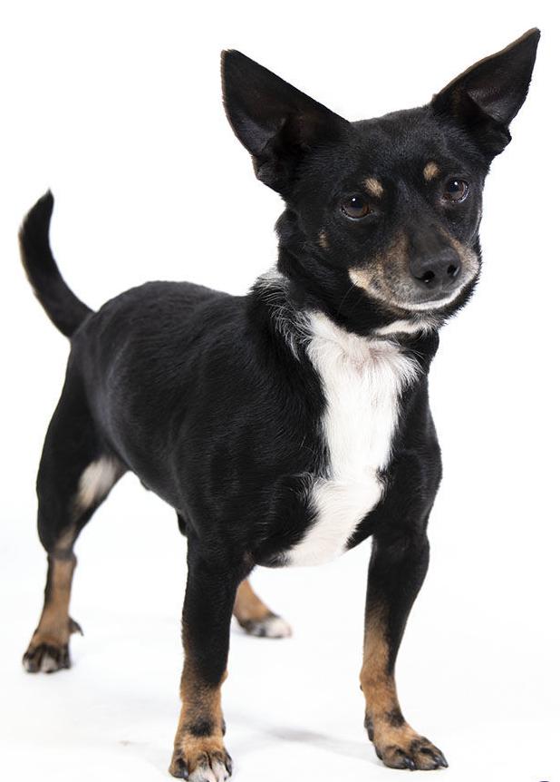Adopt a friend: Niles